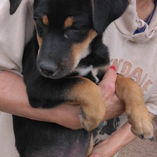 兄妹子犬（4～5カ月位）里親募集（代理投稿）