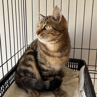 アメショー柄のちびくん