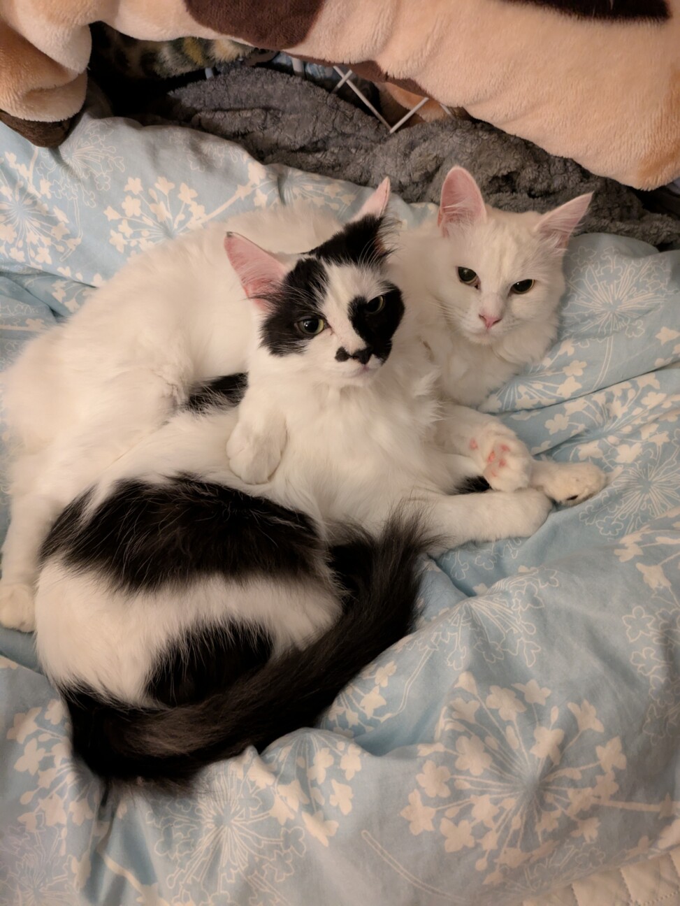 さんまといわし