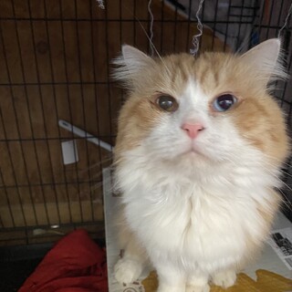 甘えたさんのおしゃべり男の子