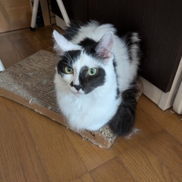 里親さん募集中！