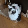里親さん募集中！