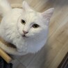 里親さん募集中！