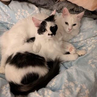 さんま♂いわし♀の最後のご家族さん募集！