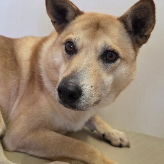 美人さんの【ベラドンナ】ちゃん