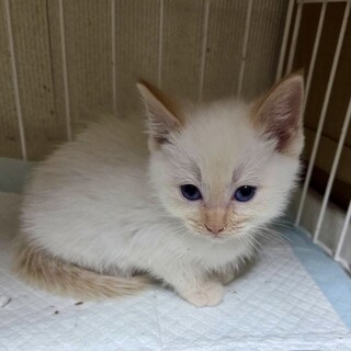 兄妹で譲渡会シャムMIXの女の子☆ペコちゃん