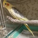 実家のオカメインコ