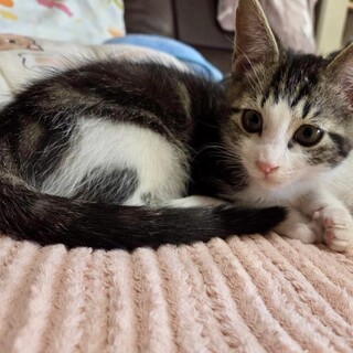 兄妹で譲渡会キジ白の男の子☆ポコくん