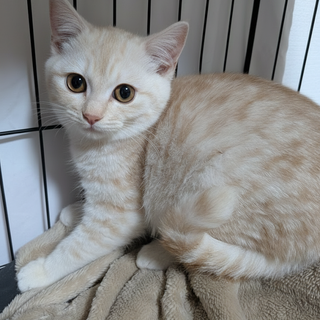 生後約3カ月　きれいな毛色の男の子