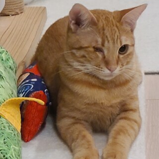 かわいい茶トラ独眼竜政宗くん　