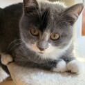 あの世界的猫キャラクターそっくり！トムトム4ヶ月
