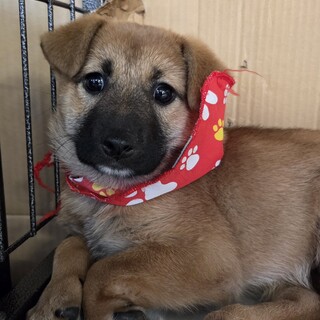 この子を助けてください