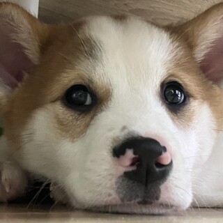 この子を助けてください