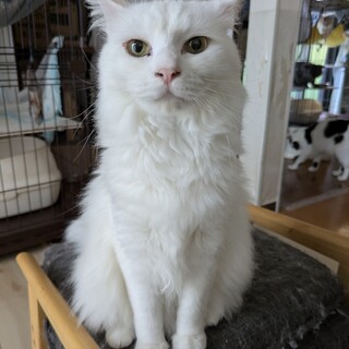 いわし♀とさんま♂の兄妹の里親さんご家族さん募集！