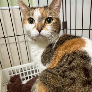 【アメショ×マンチカン】小柄な美猫♡アクアちゃん