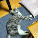猫が大好き、女の子らしいあずきちゃん