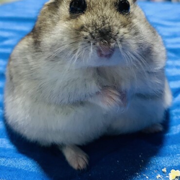 ご飯おねだりタイム