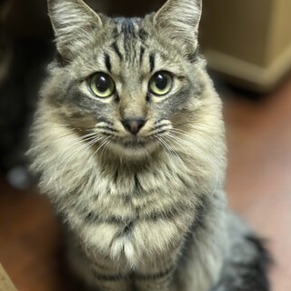 ①キジ長毛男の子1才おとなしい