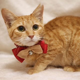 ���g�����q�I�^���ڂ������w�~�~�����x�P��