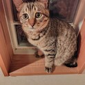 兄妹2匹で保護の生後3か月（男の子）