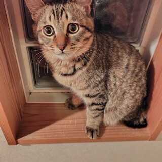 兄妹2匹で保護の生後3か月（男の子）