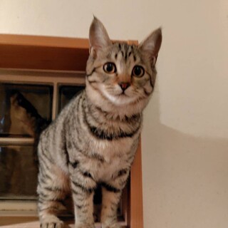 兄妹2匹で保護の生後3か月（女の子）