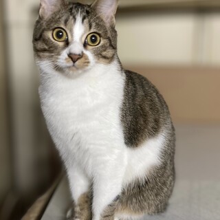 ⑤キジ白1才男の子(むぎちゃ)