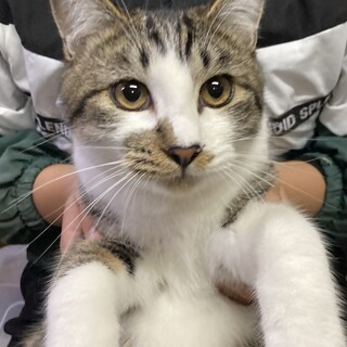 ③キジ白1才男の子（サン）