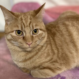 茶トラ兄弟1才男の子やさしい