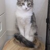 【駒込】おっとり半長毛♡ランちゃん サムネイル3
