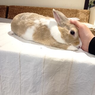 滋賀っこ【めぐみくん】滋賀県の多頭飼育崩壊より保護