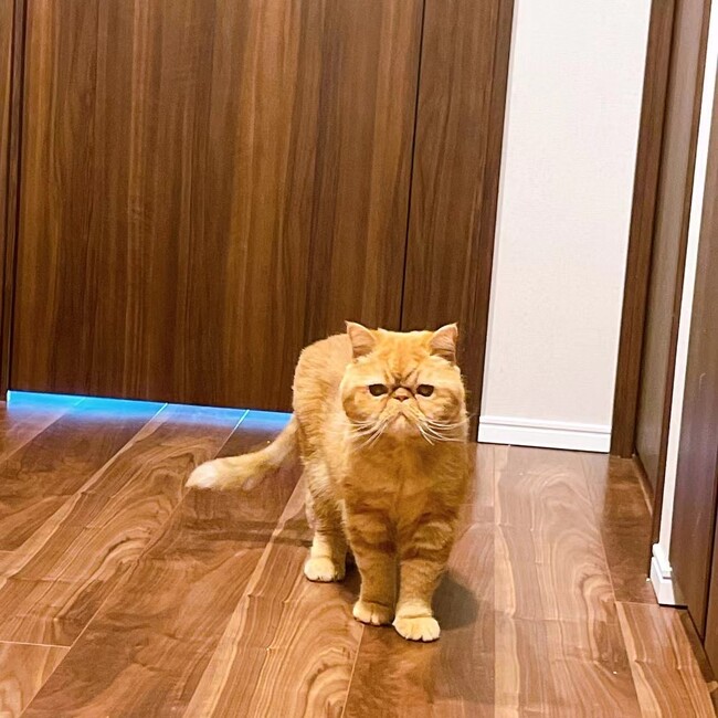 はんはんいのカバー写真