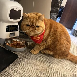 【里親募集】エキゾチックショートヘア