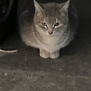 子猫の里親さん募集です