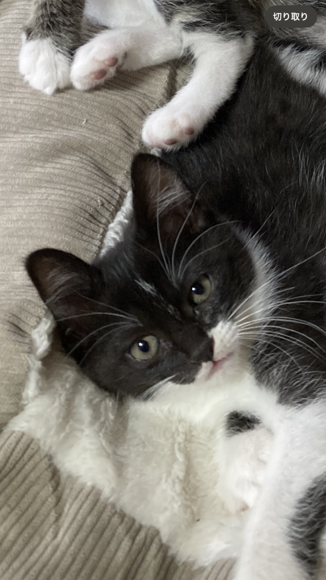 3ヵ月4兄妹♡《ラテ》 サムネイル1