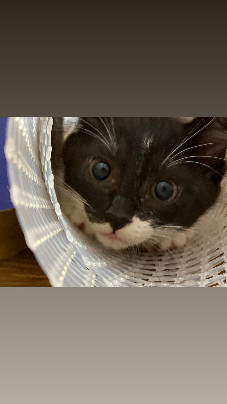 3ヵ月4兄妹♡《ラテ》 サムネイル2