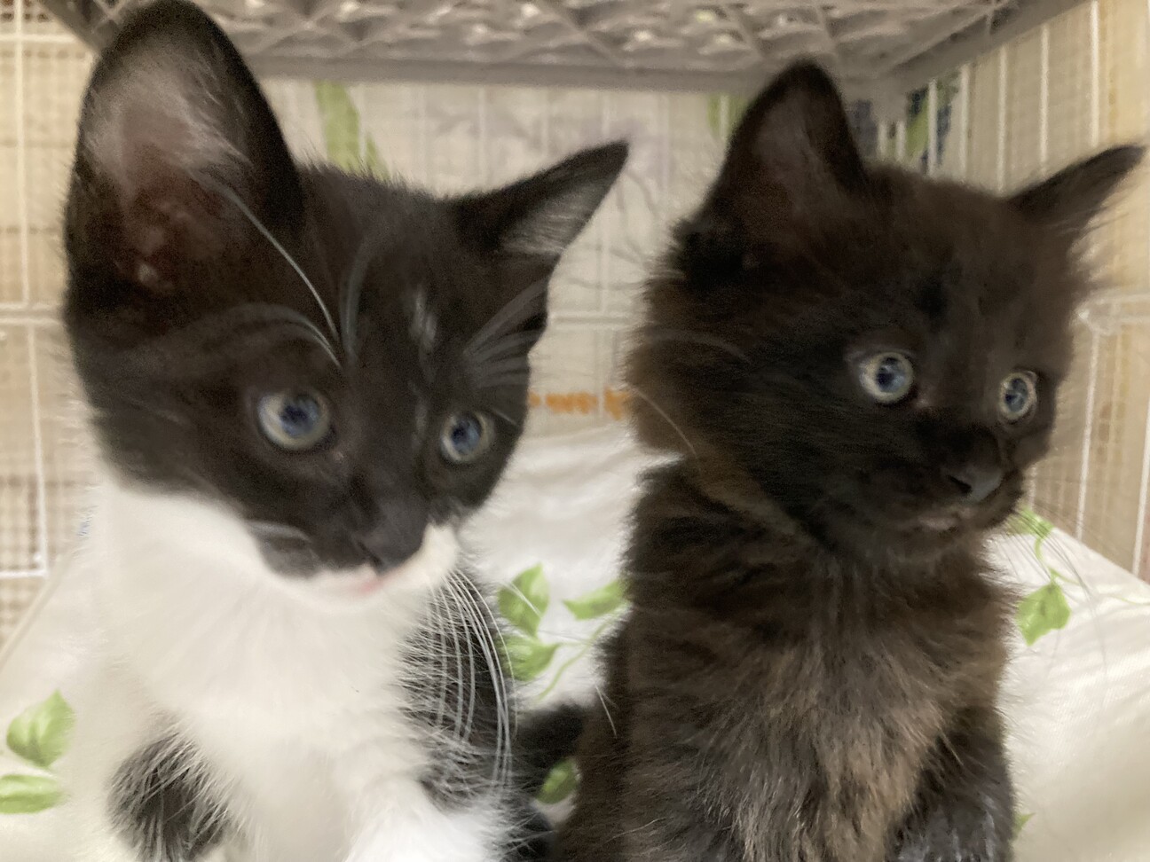 3ヵ月4兄妹♡《ラテ》 サムネイル3