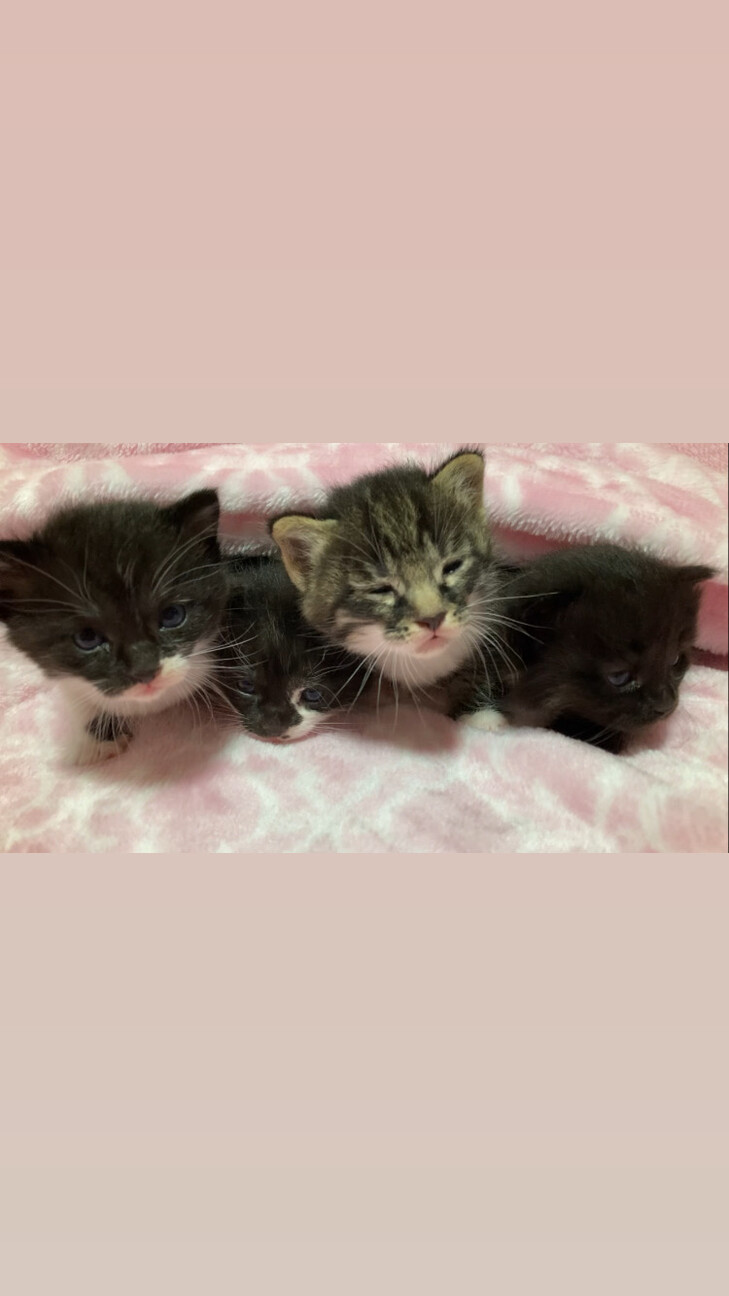 3ヵ月4兄妹♡《ラテ》 サムネイル5