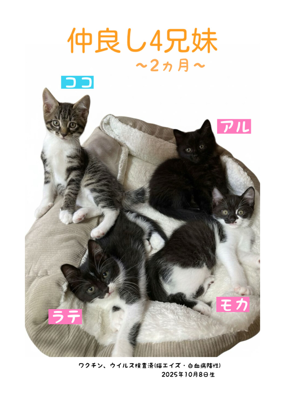 3ヵ月4兄妹♡《ラテ》 サムネイル7