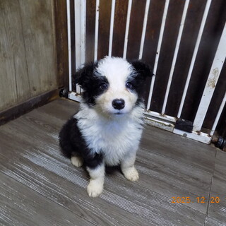 ボーダーコリーの子犬