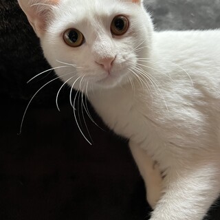 ���C�����ς������������