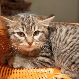 モフッと三兄弟☆タビ君