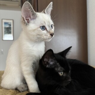 【】超甘えん坊で元気なシャム黒boys