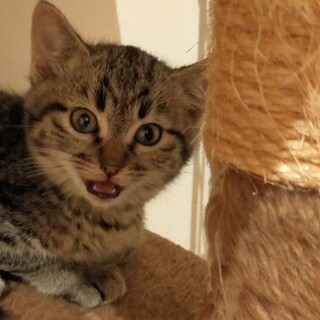 モフッと3兄妹☆ミクちゃん