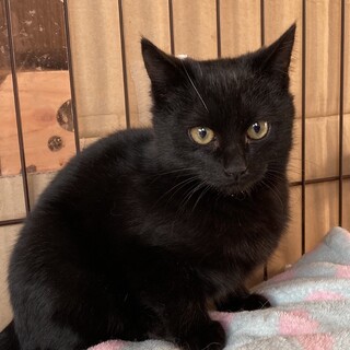 黒猫男子のカツオ君！！