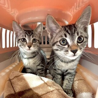 【4/5赤羽橋】超甘えっ子メイメイ&モウモウ