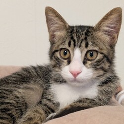 待ちねこ譲渡会　