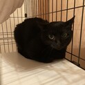 黒猫女の子