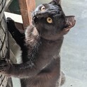 7ヶ月のツヤツヤ黒猫です