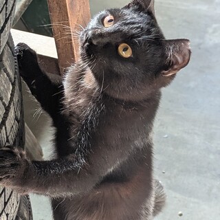 7ヶ月のツヤツヤ黒猫です